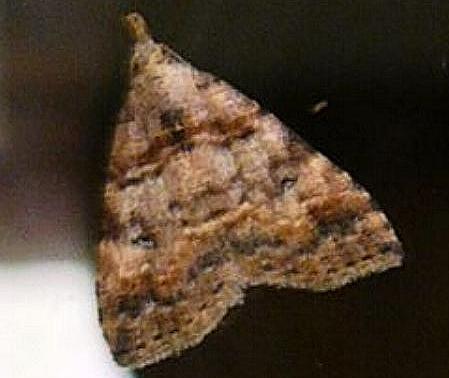 Alapadna pauropis