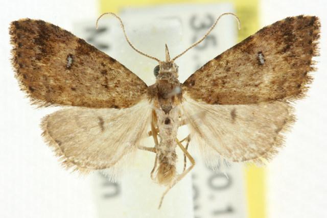 Alapadna pauropis