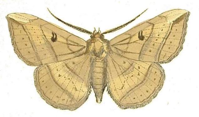 Entomogramma torsa