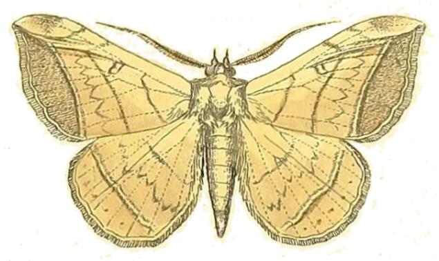 Entomogramma torsa