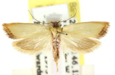Cnecophora melichrodes