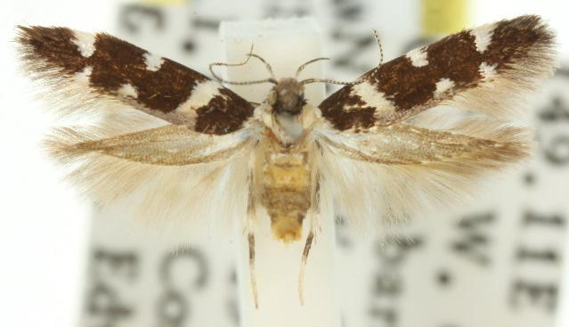 Macrobathra bigerella