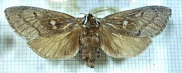 Ptilomacra senex