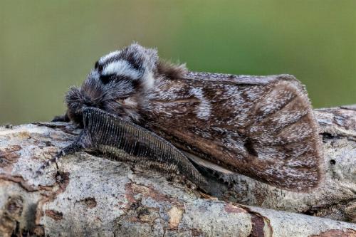 Ptilomacra senex