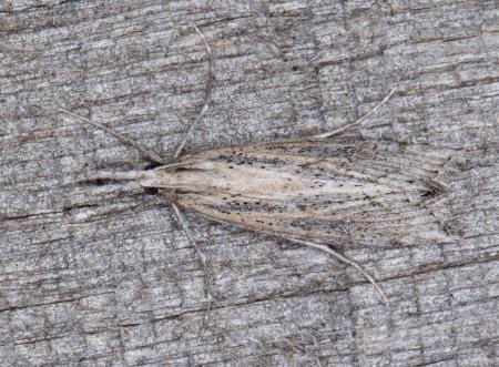 Hednota crypsichroa