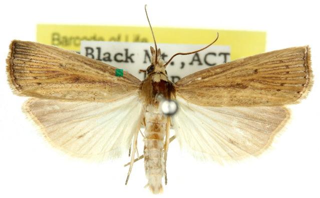 Calamotropha dielota