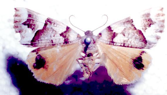 Lychnographa agaura