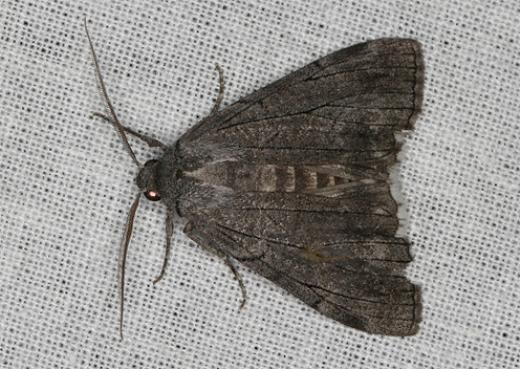 Stibaroma aphronesa