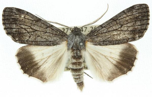 Stibaroma aphronesa