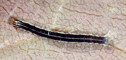 Chlenias banksiaria