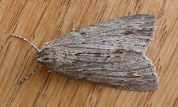 Chlenias banksiaria