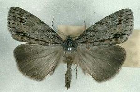 Chlenias banksiaria