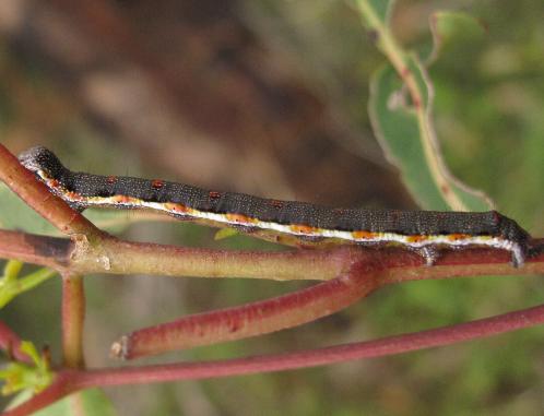 Chlenias banksiaria