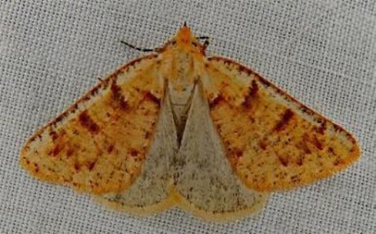 Loweria callisarca