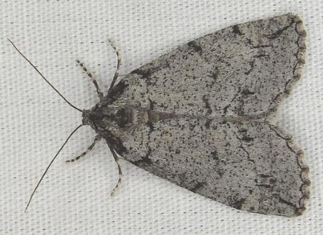 Lophosticha idiograpta
