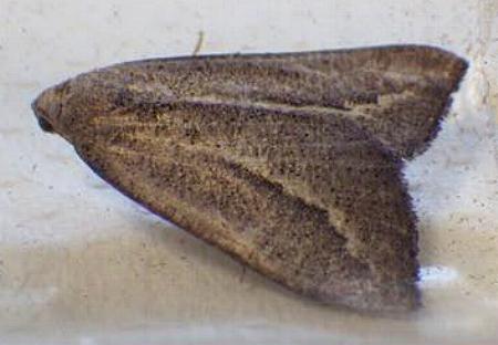 Amelora idiomorpha