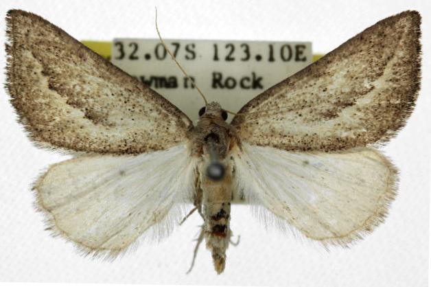 Amelora idiomorpha