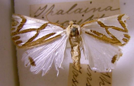 Thalaina inscripta
