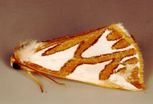 Thalaina inscripta