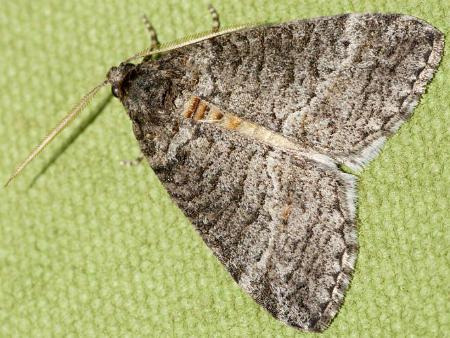 Lophosticha psorallodes