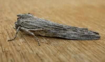 Capusa senilis