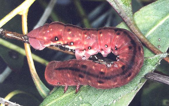 Capusa senilis
