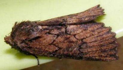 Nisista serrata