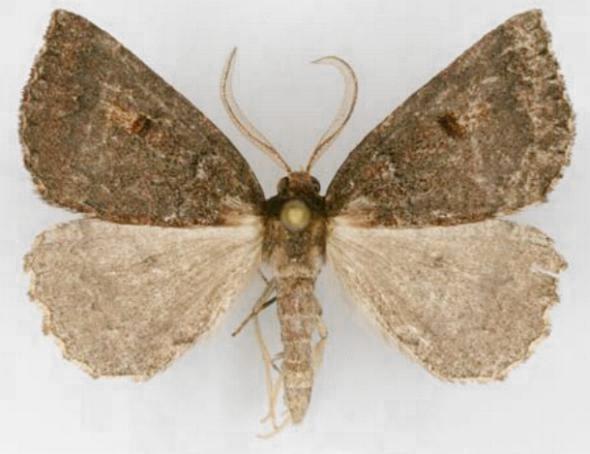 Amelora synclera