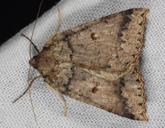 Amelora synclera