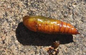 Gastrinodes argoplaca
