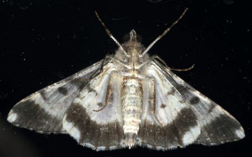 Gastrinodes argoplaca