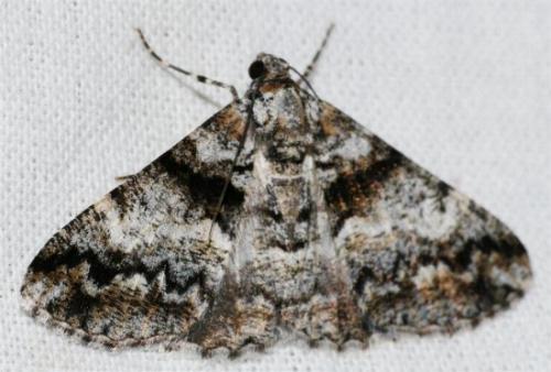Gastrinodes argoplaca