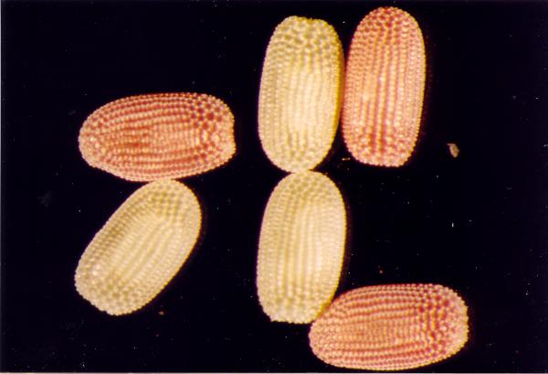 Gastrinodes bitaeniaria