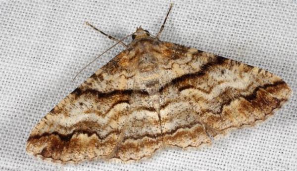 Gastrinodes bitaeniaria