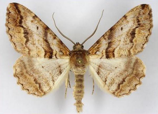 Gastrinodes bitaeniaria
