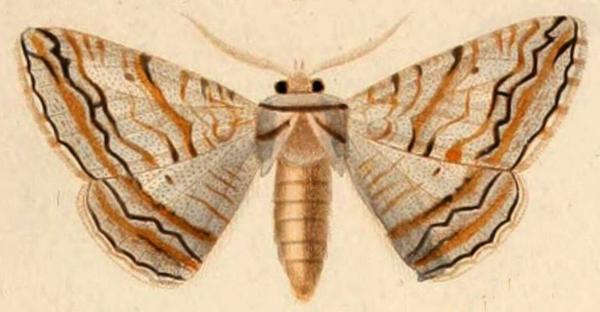 Gastrinodes bitaeniaria
