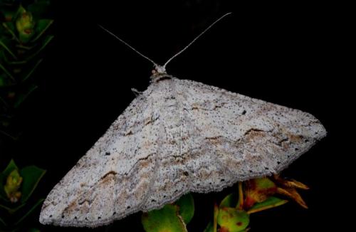 Syneora mundifera