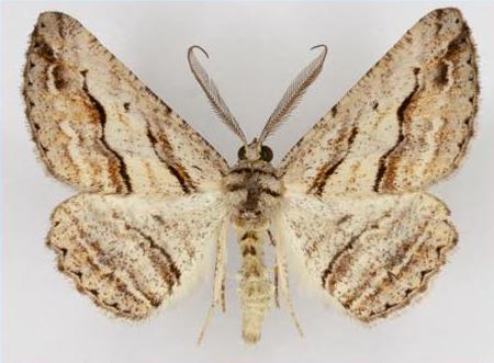 Syneora mundifera