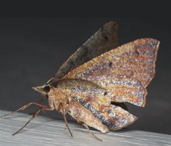 Rhinodia rostraria