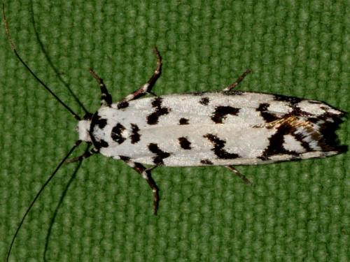 Ethmia eupostica