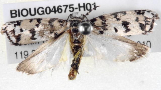 Ethmia eupostica