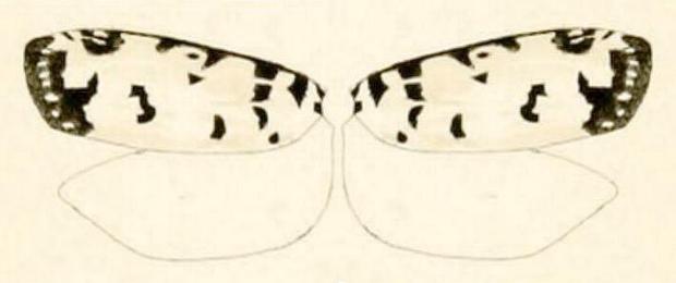 Ethmia postica