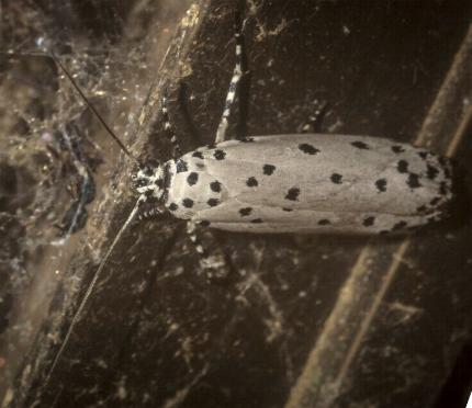 Ethmia thoraea