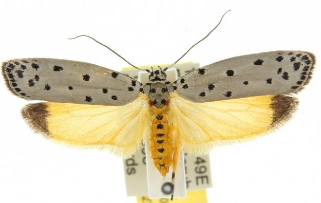 Ethmia thoraea