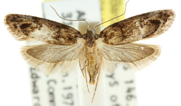 Eulechria callidesma