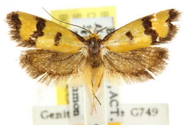 Sclerocris chalcoxantha