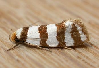 Eulechria contentella