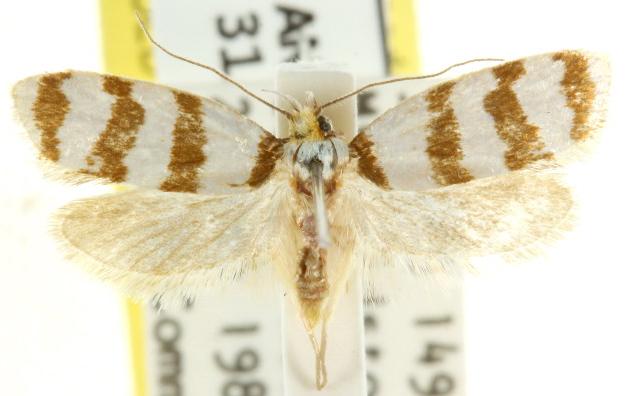 Eulechria contentella