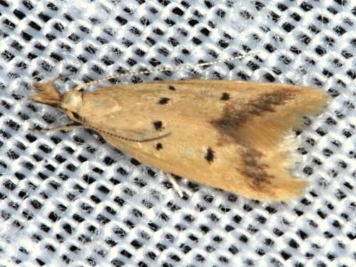 Atheropla crocea
