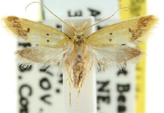 Atheropla crocea